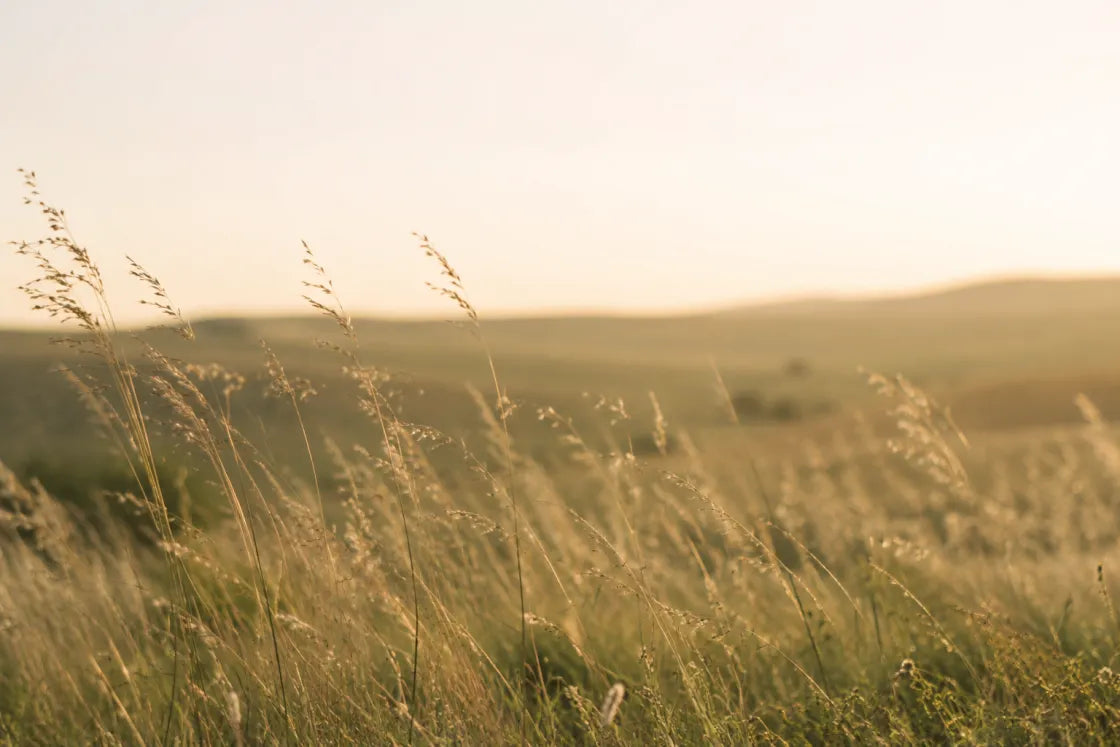 Grass-Fed. Grass-Finished.